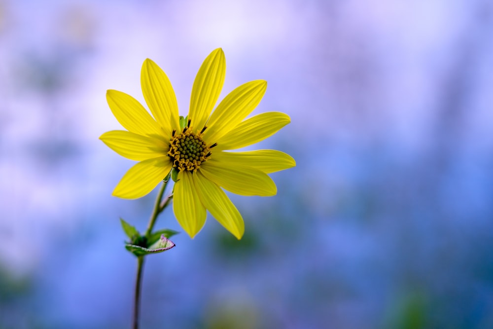fleur à pétales jaunes pendant la journée