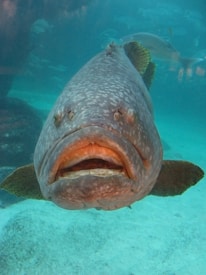 A large fish with a speckled pattern on its skin is swimming underwater. Its mouth is open slightly, and it has a stout body with wide fins. The water is a clear, light blue, and there are some indistinct shapes in the background that resemble other fish swimming at a distance.