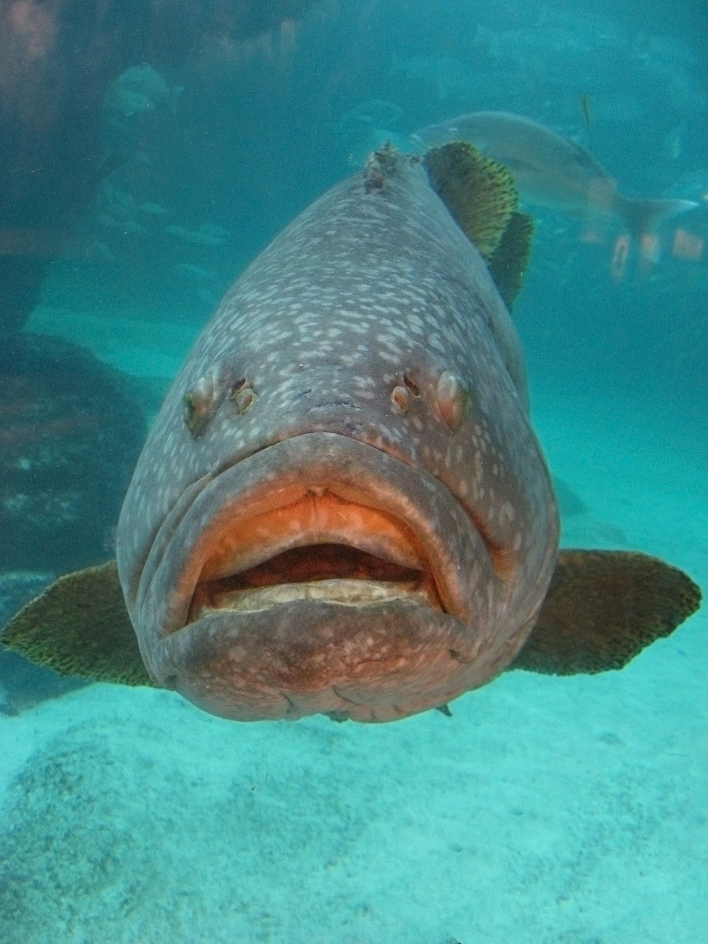 Peces con manchas grises