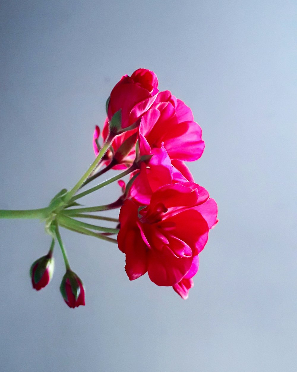 shallow focus photo of pink flowers