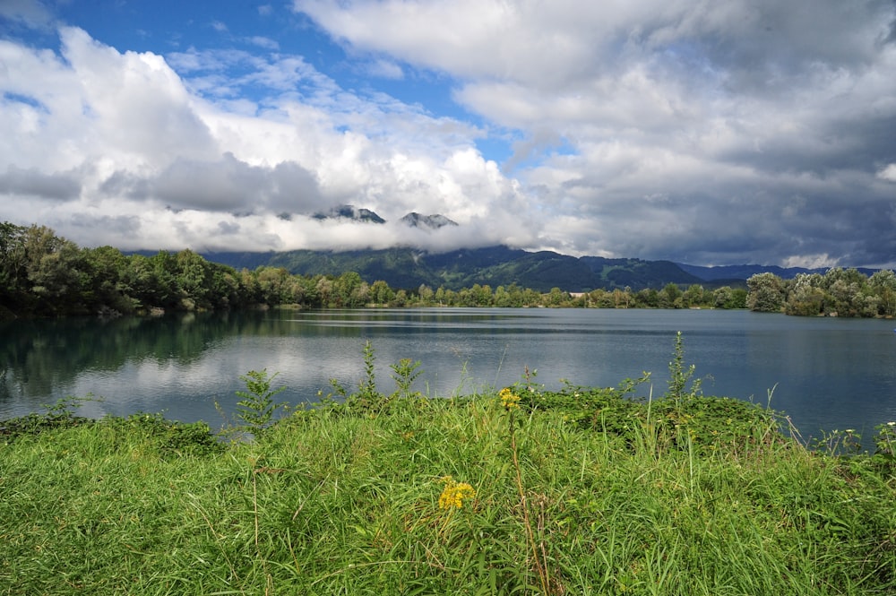 green grass beside body of water