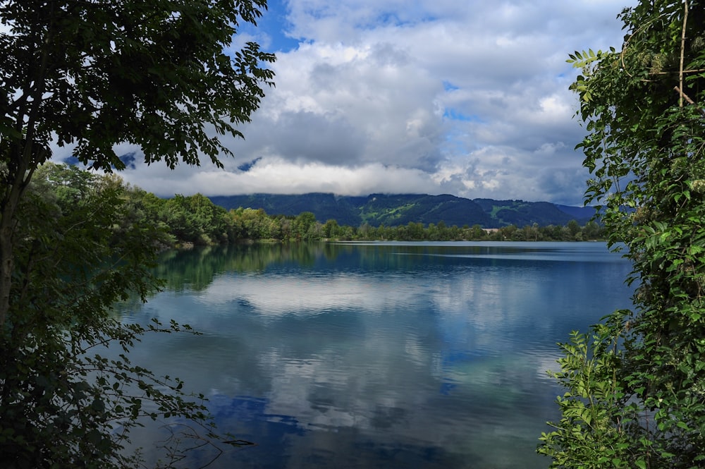 body of water and green trees