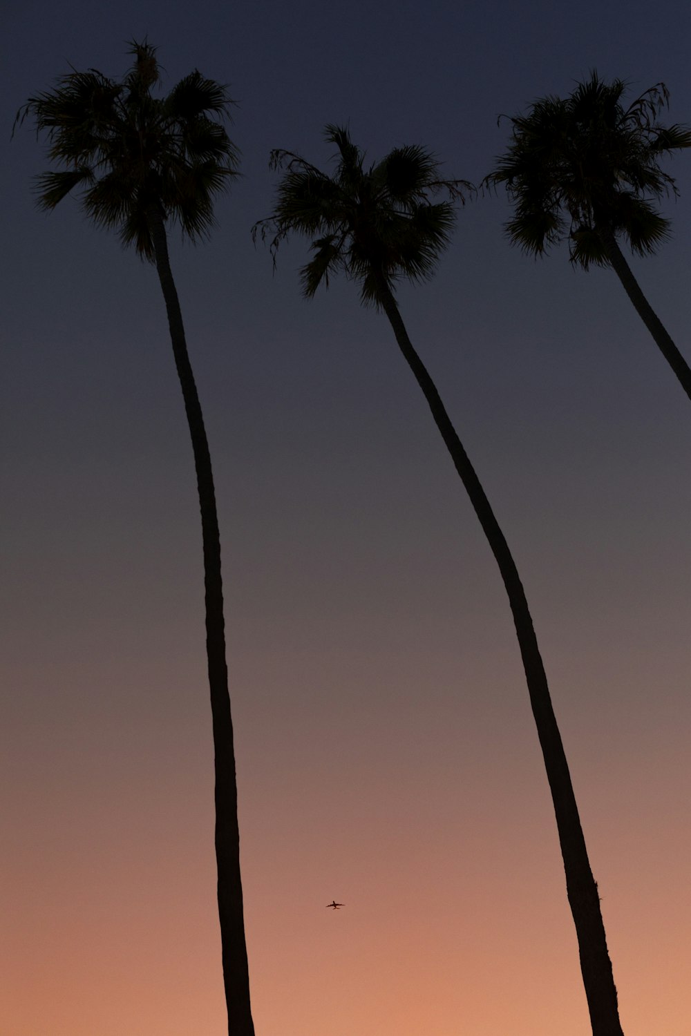 coconut trees