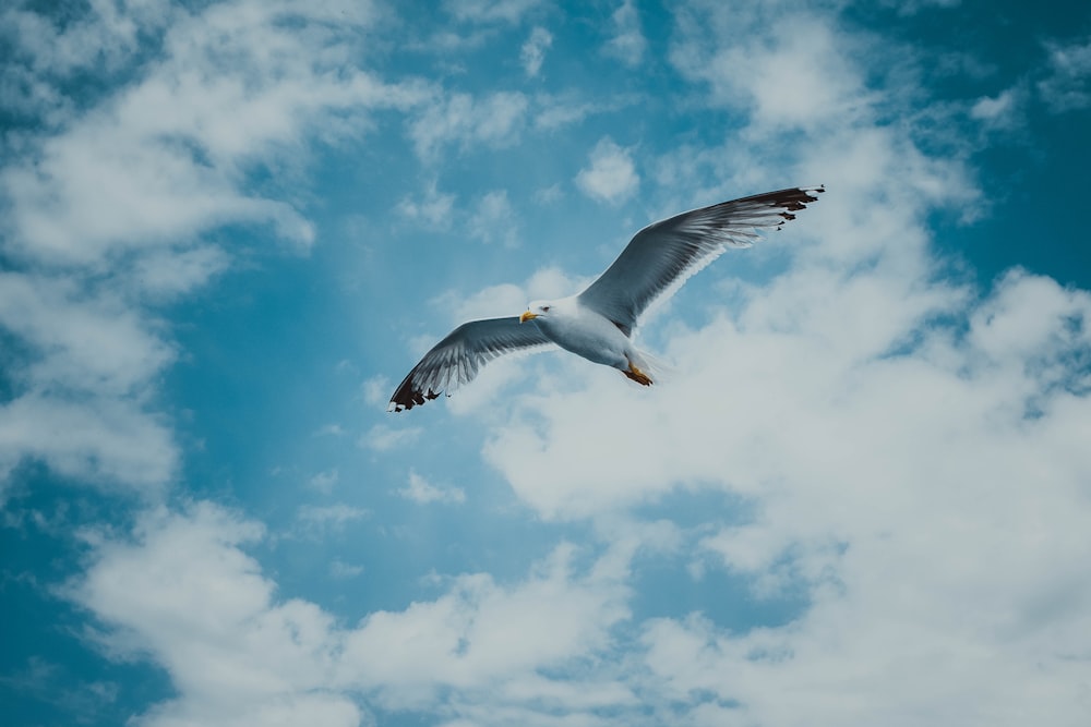 white bird on sky