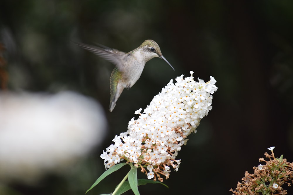 Colibrí volador