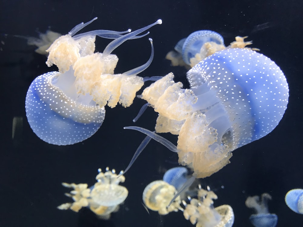 blue jellyfishes