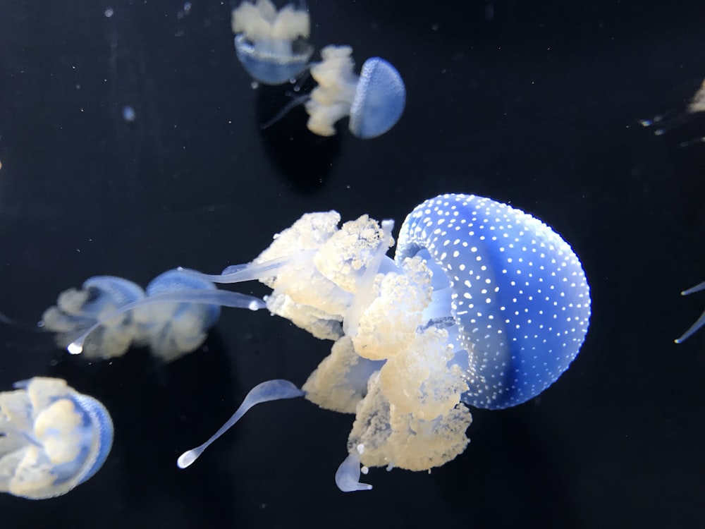 Medusas azules y blancas