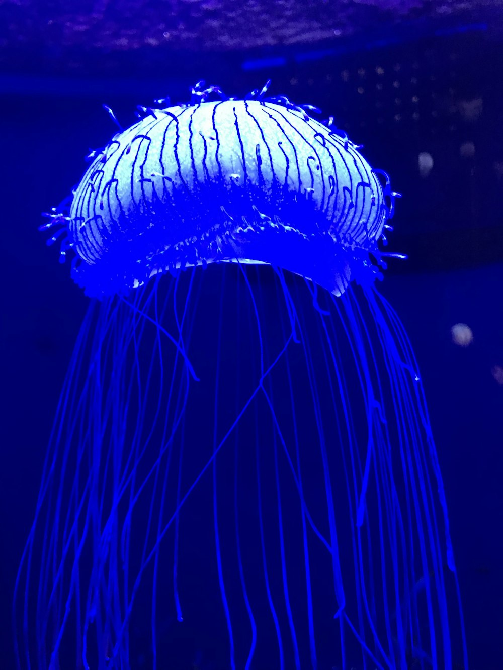 blue jelly fish