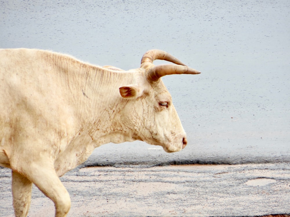 a white cow with large horns standing on a beach