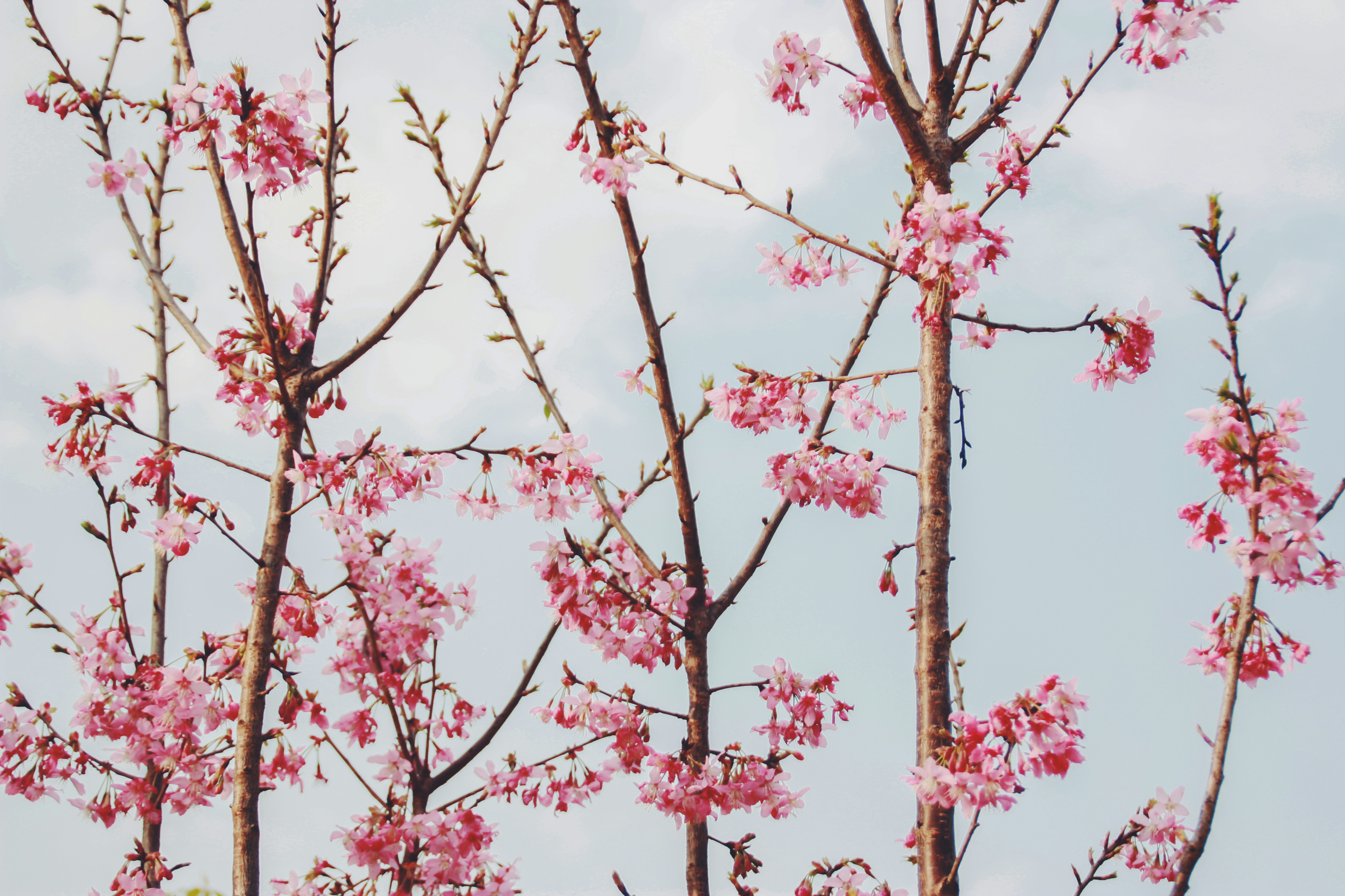 핑크 블라썸 트리