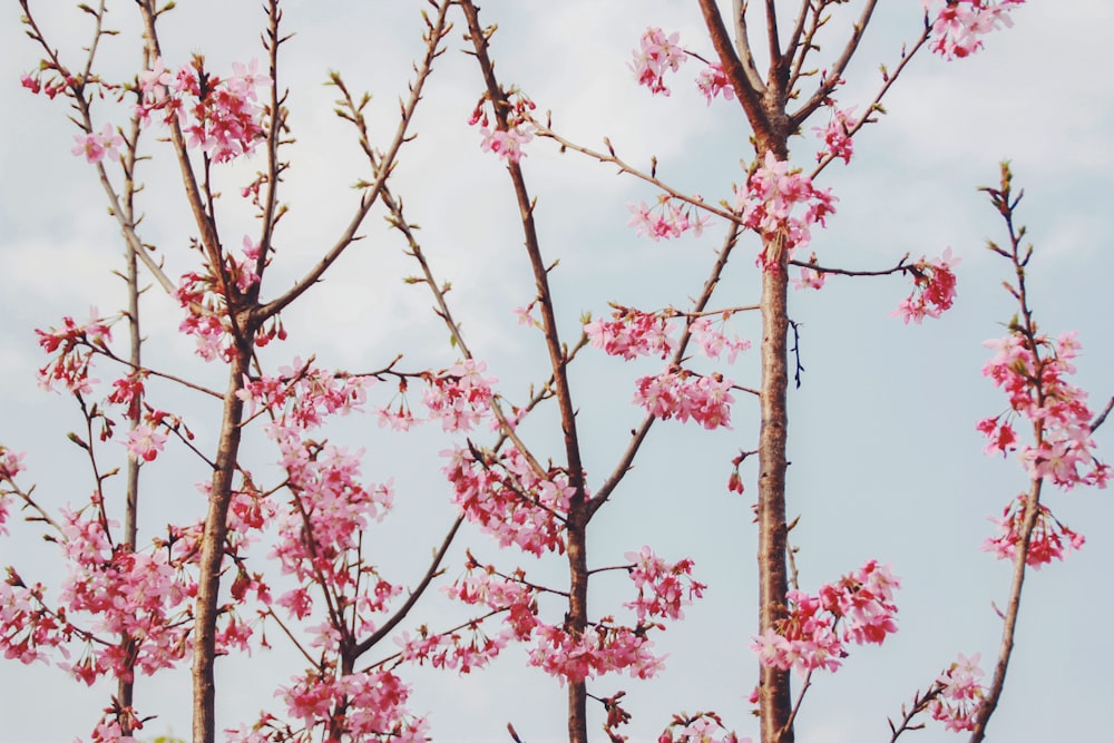 pink blossom tree