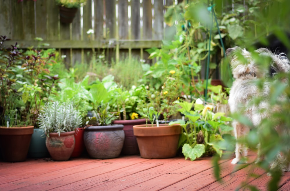 a small white dog standing next to a bunch of potted plants