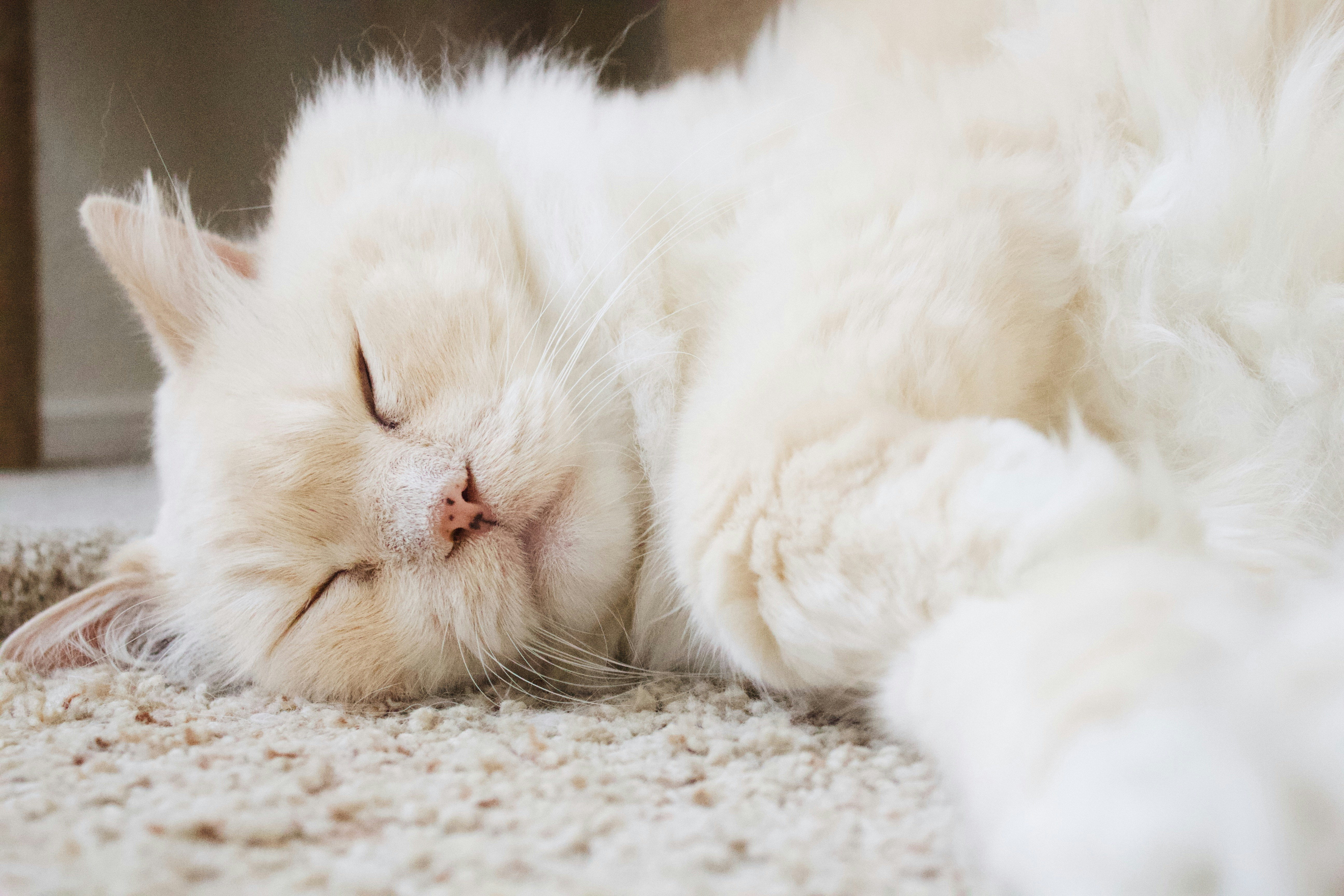 fat cat powerphotos free registration