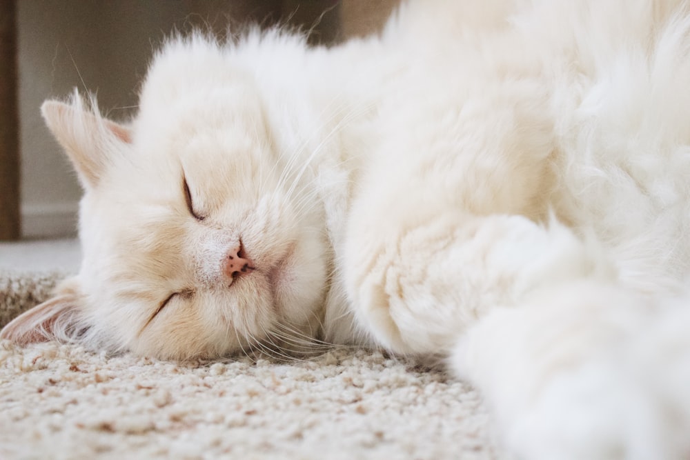 white cat lying on mat