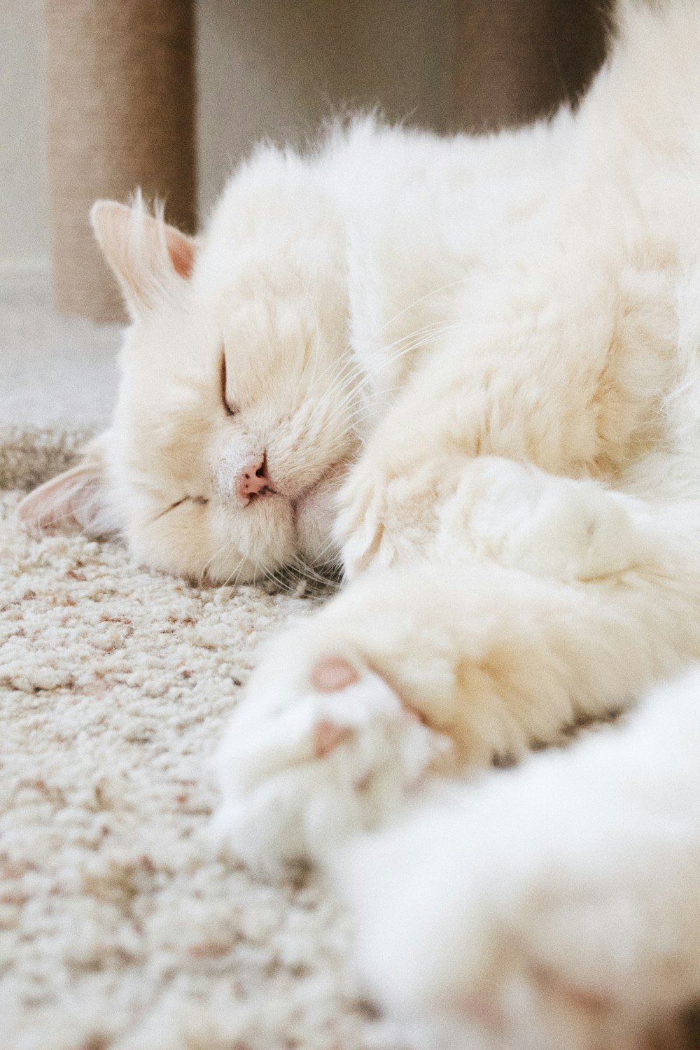 white cat on floor