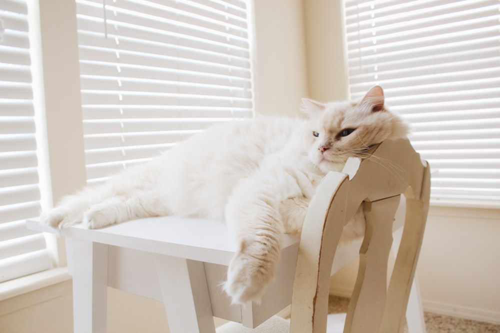 Photographie en gros plan d’un chat couché sur une table en bois blanc
