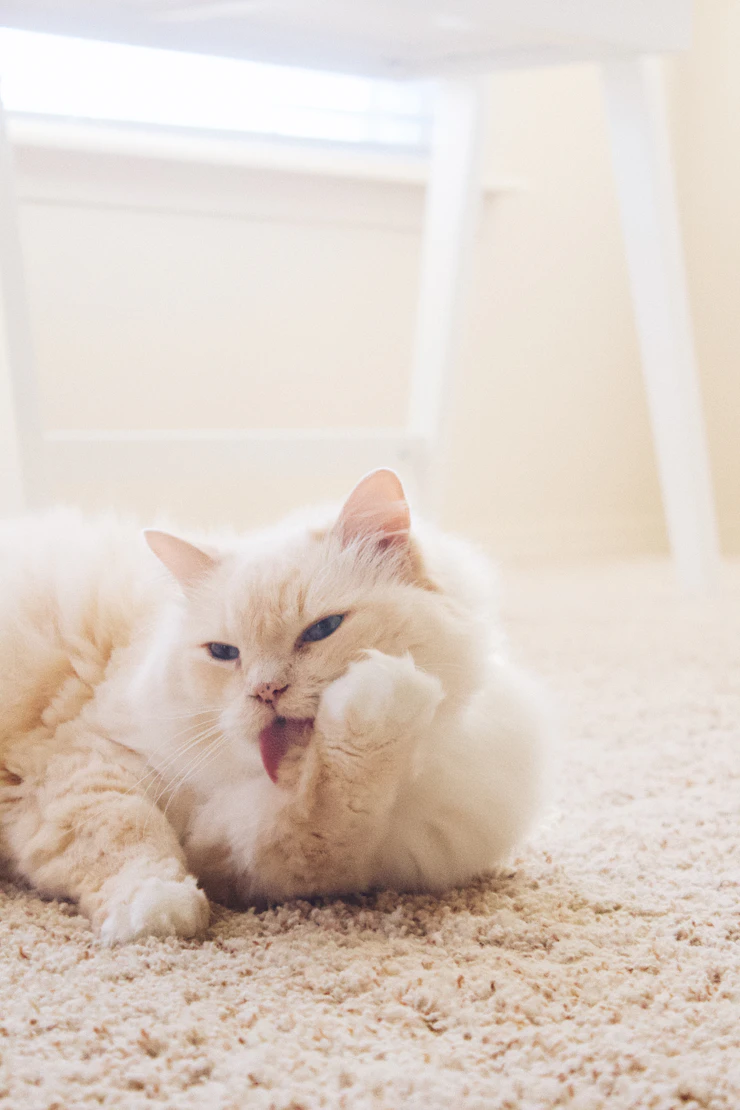 A relaxed cat lying on a soft blanket or mat