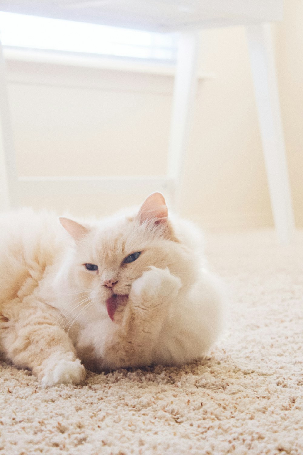 cat lying on mat