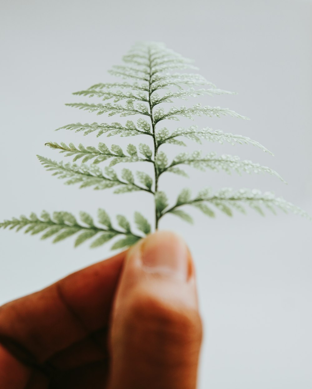 person holding fern leaf ]