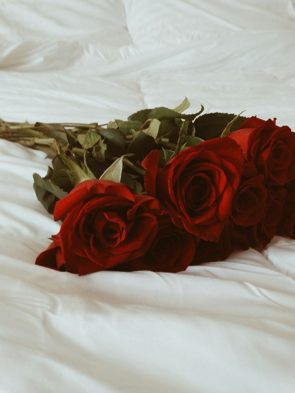 rosas rojas sobre tela blanca