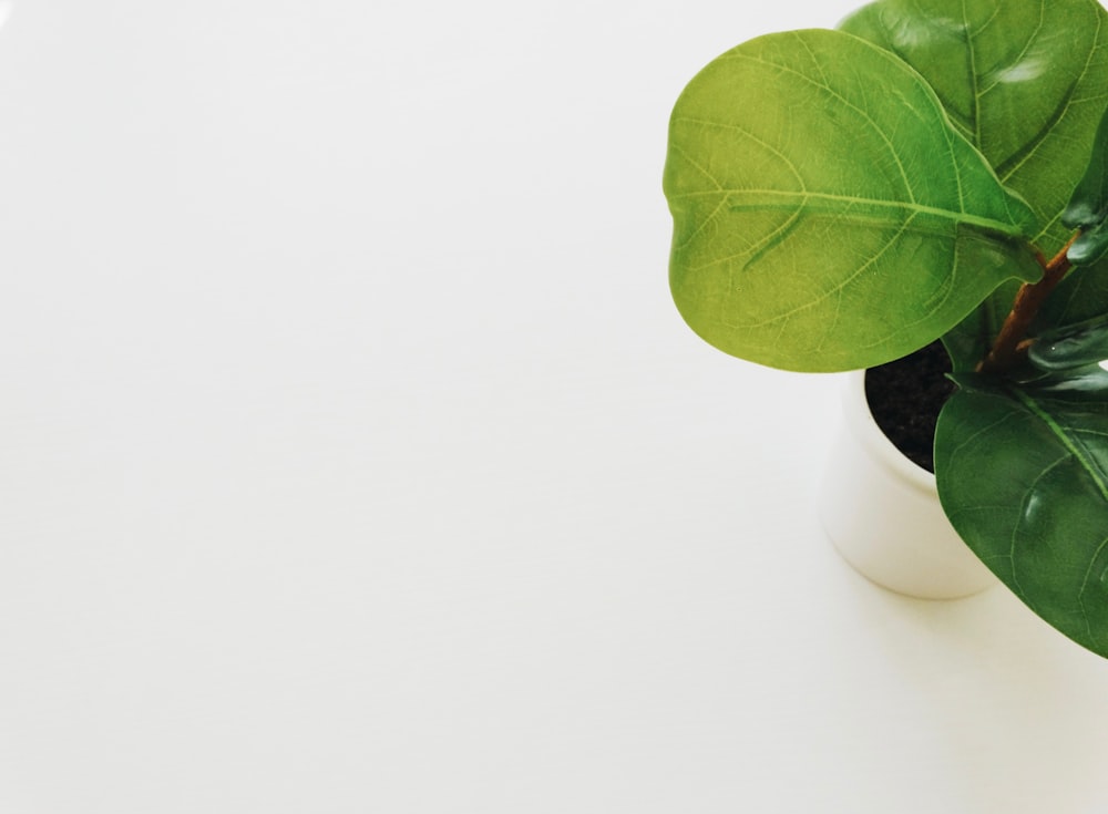 white potted green leafed plant