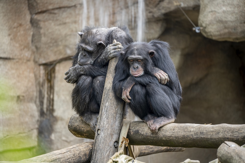 deux primates sur rondins