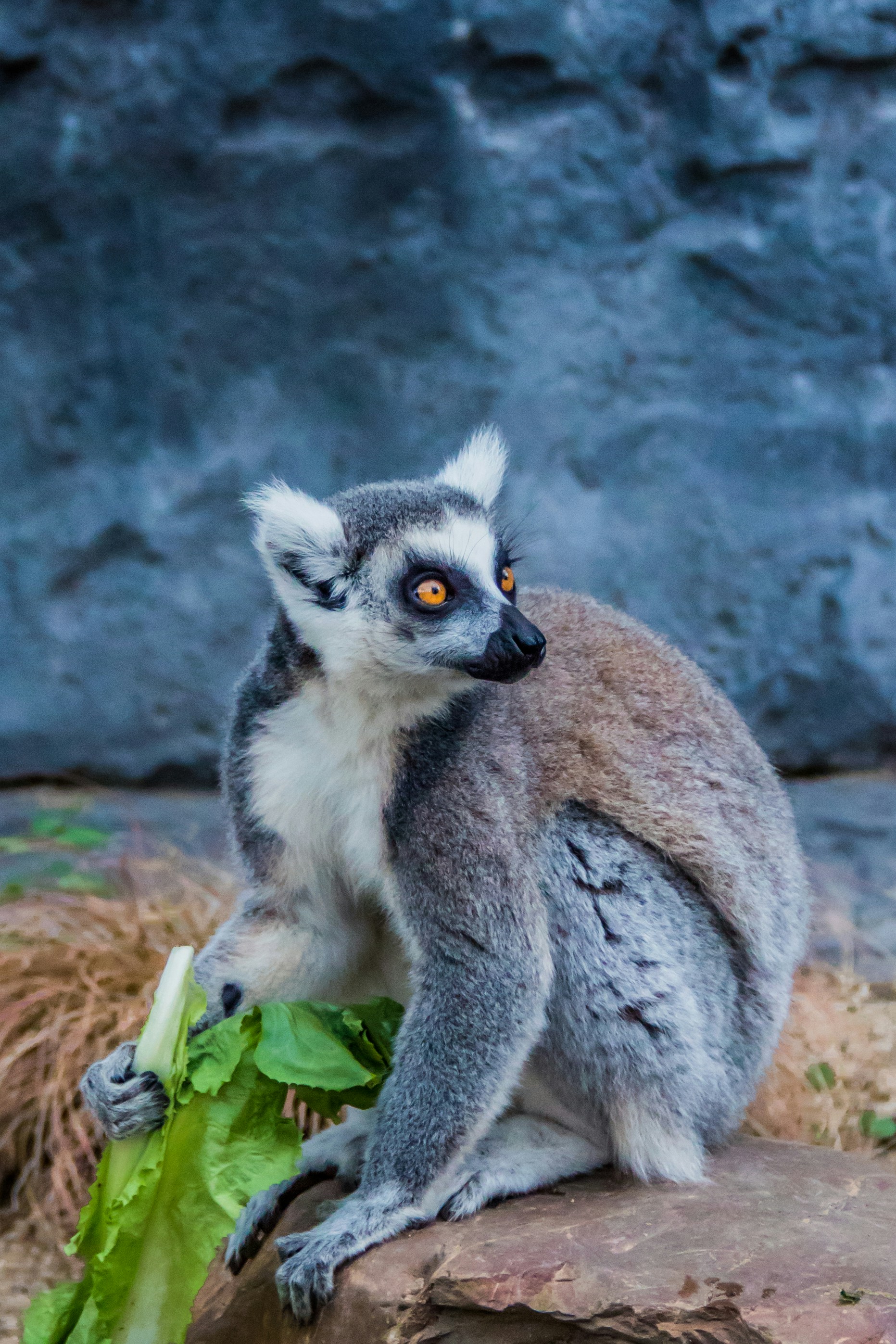 灰色の動物の写真 – Unsplashの動物の無料画像