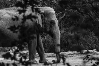 A black-and-white outline of a curious elephant calf designed as a printable coloring page.
