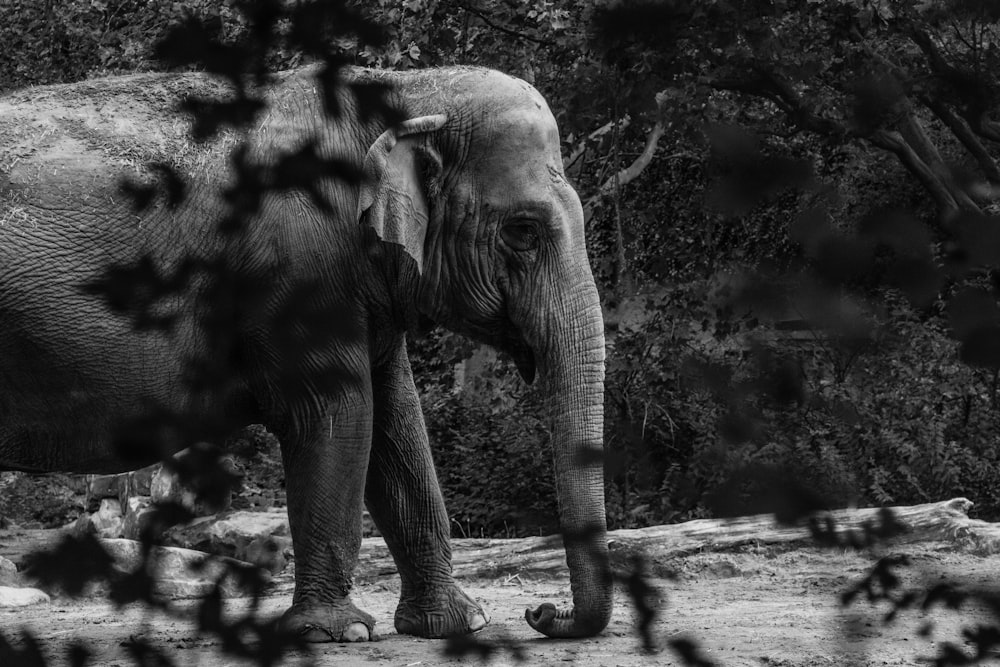 grayscale photography of elephant