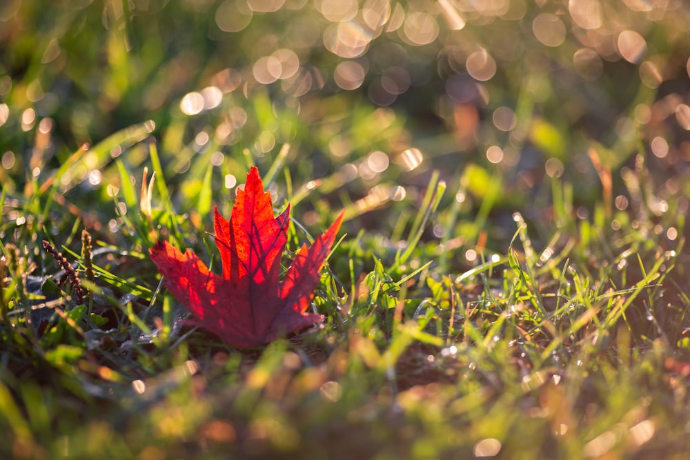 folha vermelha na grama