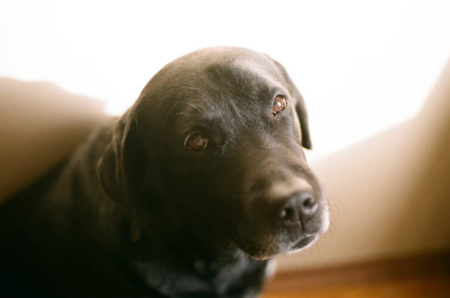 A close-up of a rescued dog’s gentle eyes, reflecting a new beginning.