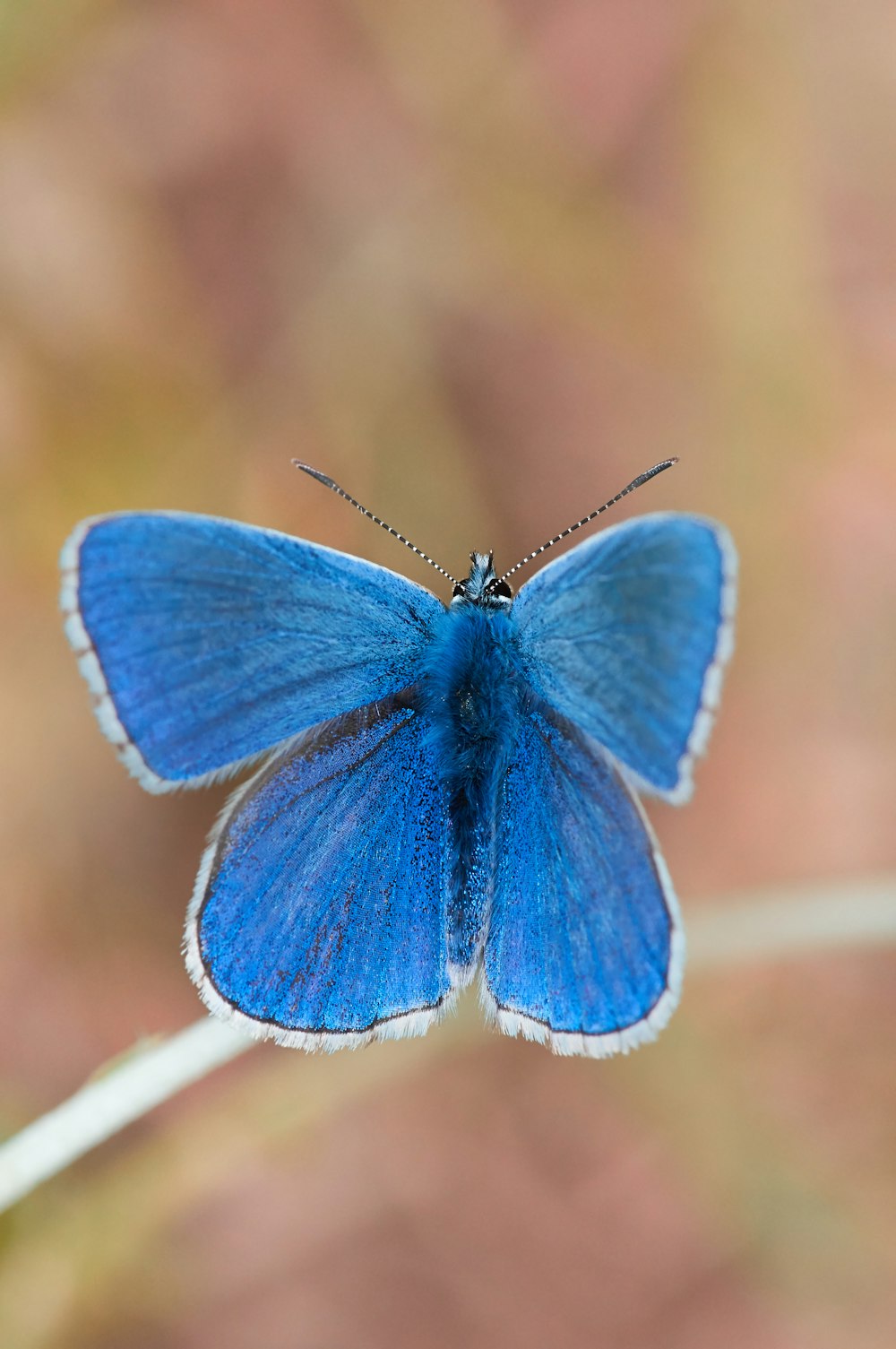 blue butterfly