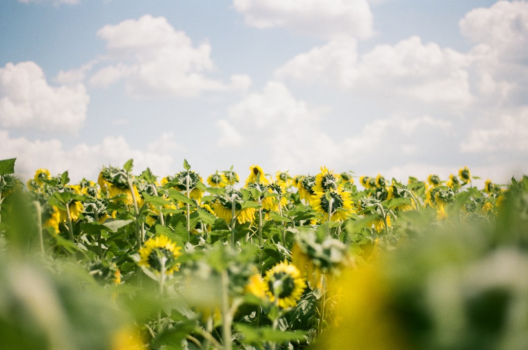 yellow sunflower field