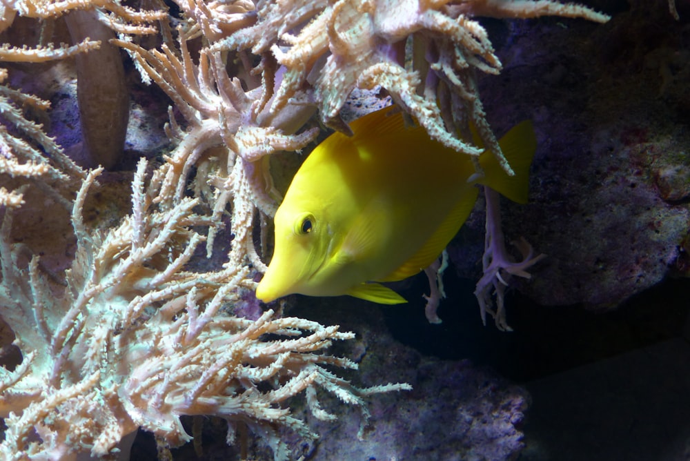 yellow tang fish