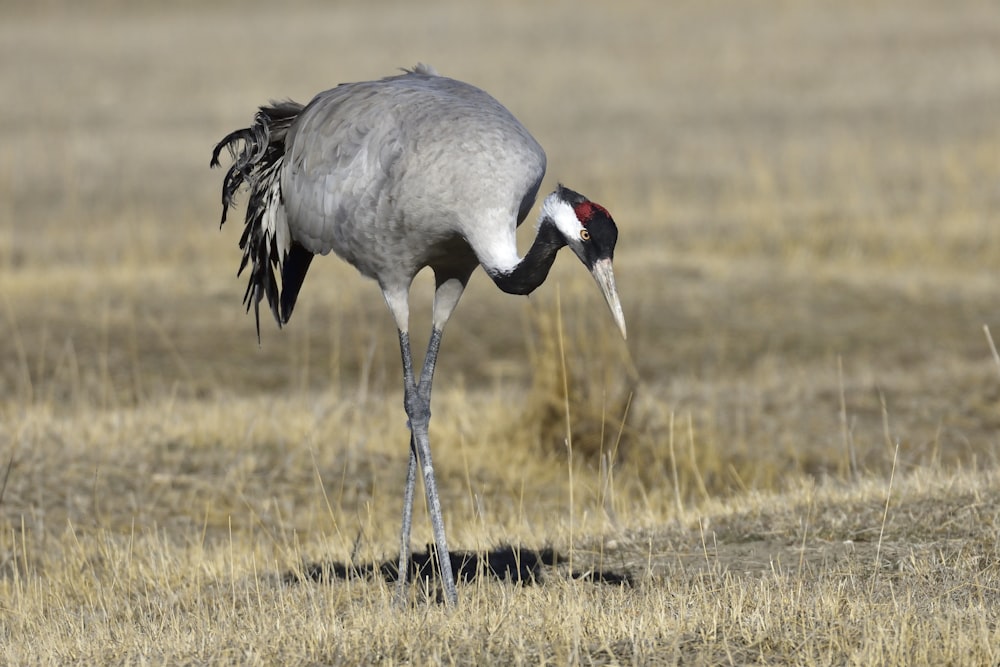 gray and black bird