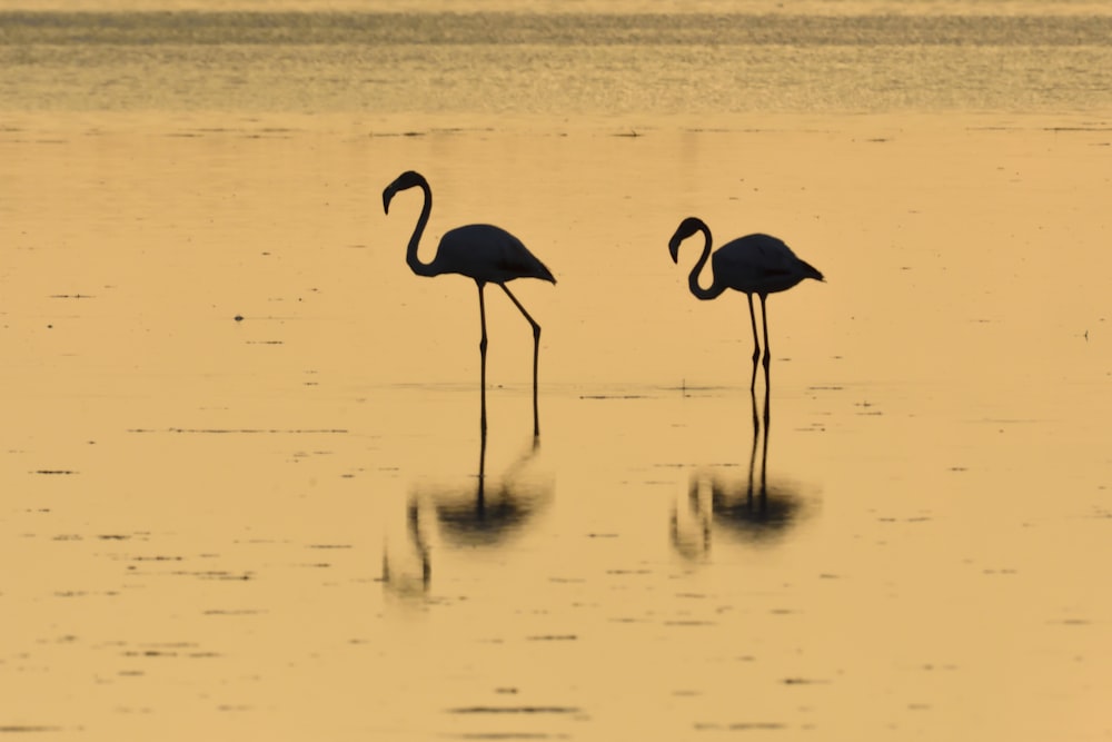 two flamingos