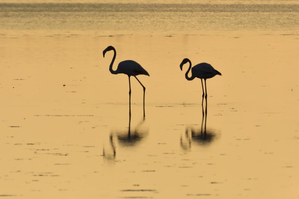 deux flamants roses