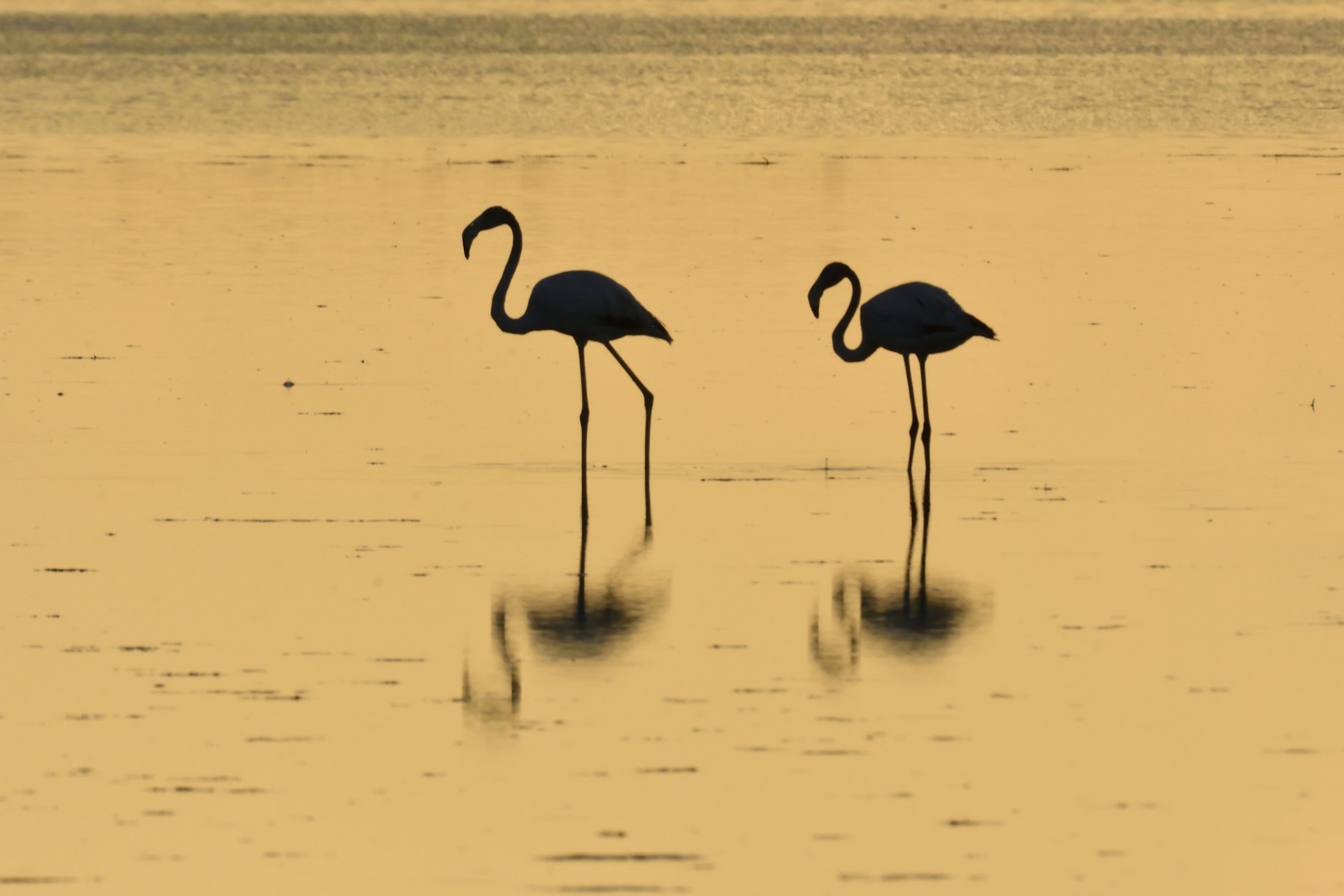 Aves en Delta del Ebro.