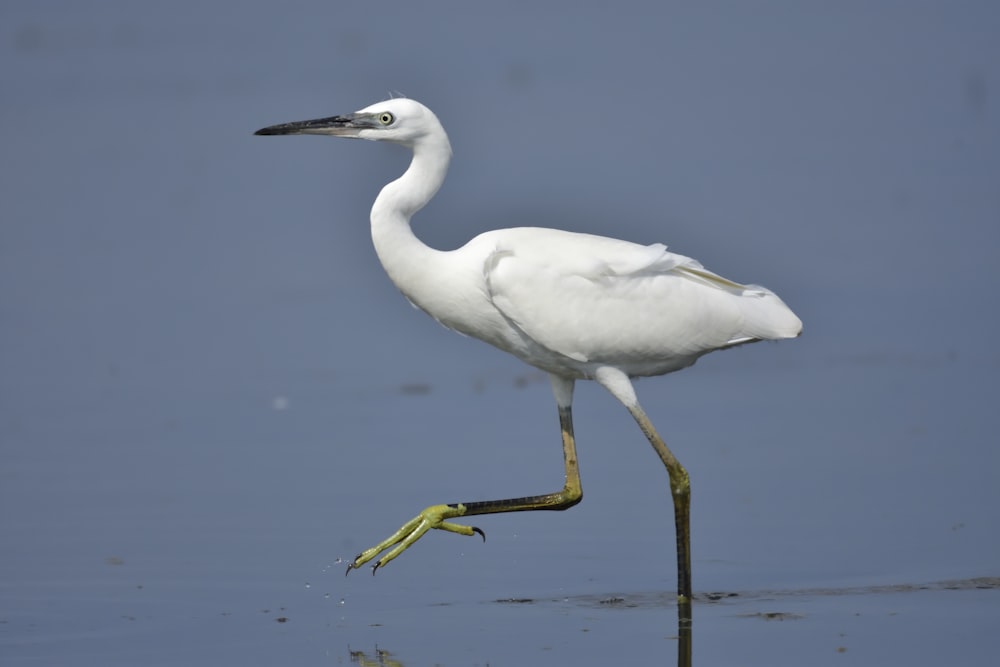 white flamingo on water