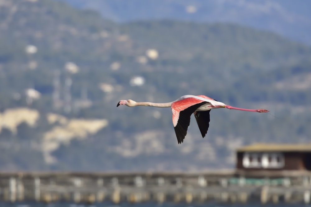 shallow focus photo of red and white bird flying