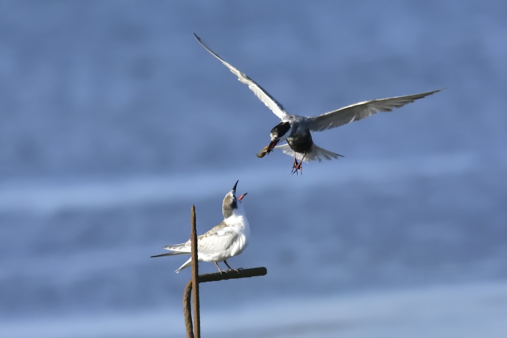 two white birds