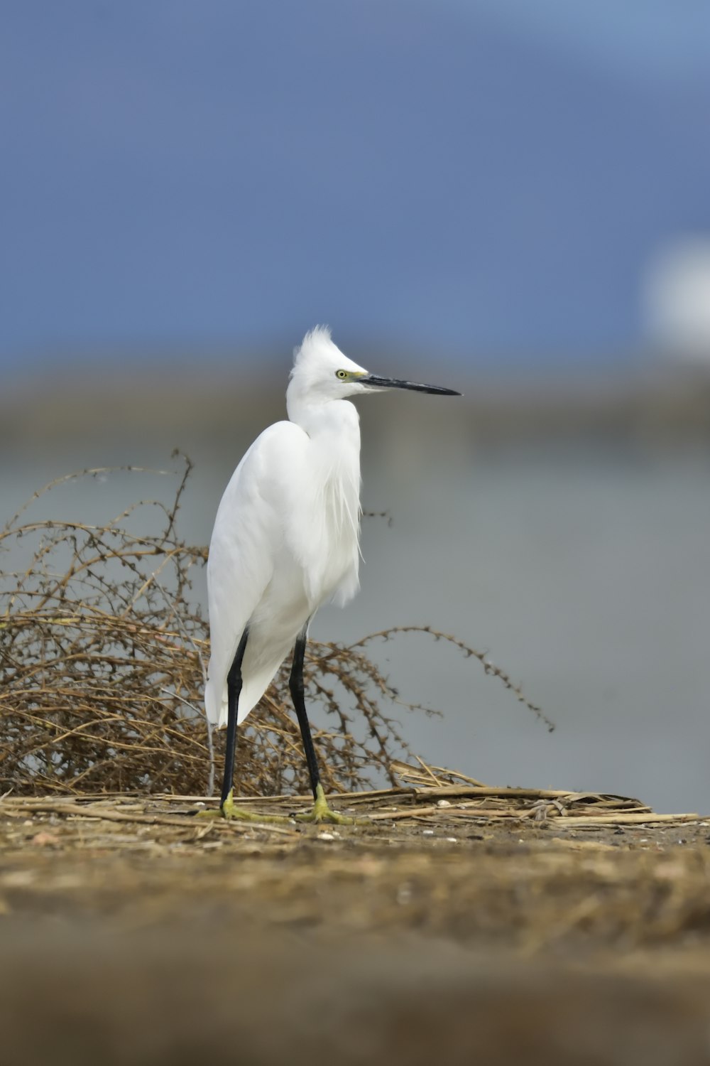 shallow focus photo of white bird