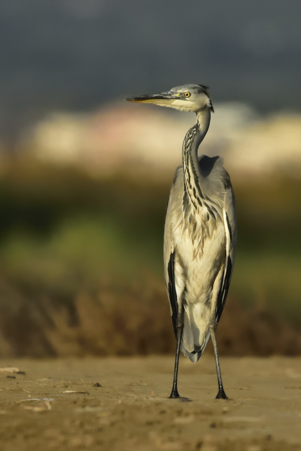 close-up photography of heron