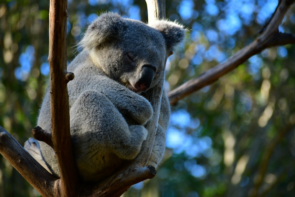 close-up photography of Koala bear perching on tree