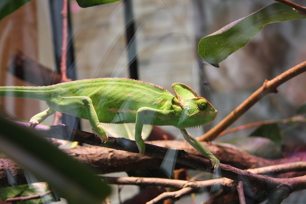 caméléon vert sur plante à feuilles vertes