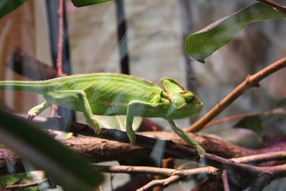 green chameleon on green leaf plant