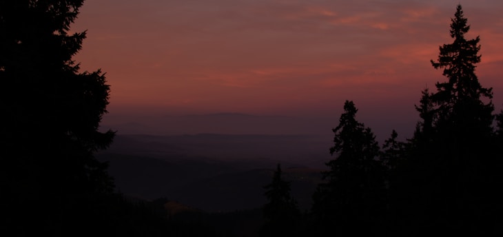 silhouette of trees