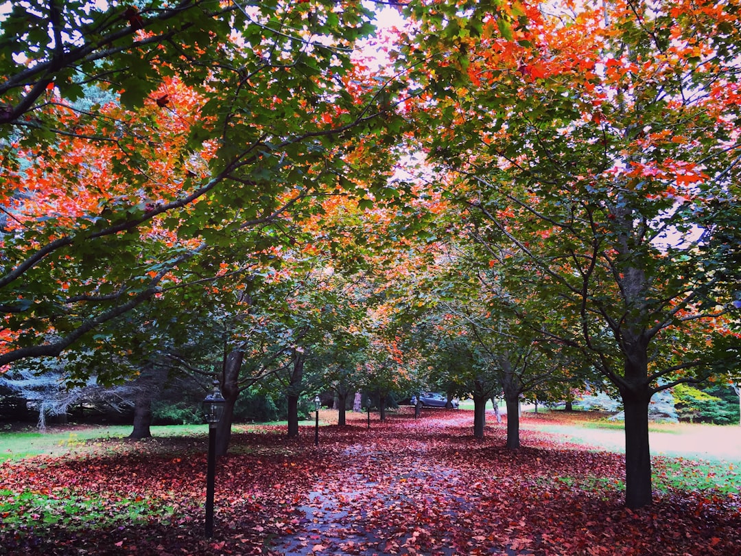 lined leafed trees, Entering a my favourite driveway on a beautiful fall day.