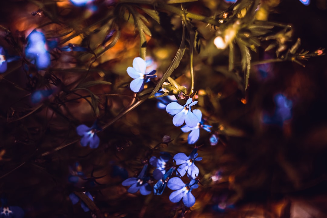 purple petaled flower