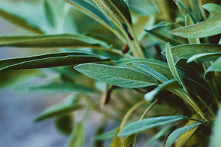 A serene close-up of sage green leaves gently swaying in a soft breeze